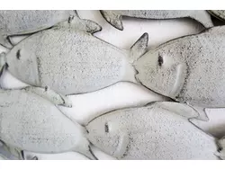 Bild zur gratis inserierten Ferienwohnung Ferienwohnung-1929377.