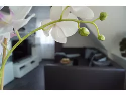 Bild zur gratis inserierten Ferienwohnung Ferienwohnung-1936811.