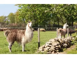 Ferienwohnung Ferienwohnung-2158397 in Wilsum - 5 Personen, Hund nicht erlaubt