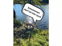 Ferienhaus Ferienhaus-2268156 in Tanna - 3 Personen, Hund erlaubt