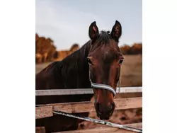 Ferienwohnung Ferienwohnung-1675106 in Leutershausen - 4 Personen, Hund nicht erlaubt