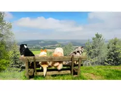 Ferienwohnung Ferienwohnung-3559298 in Bestwig - 3 Personen, Hund erlaubt