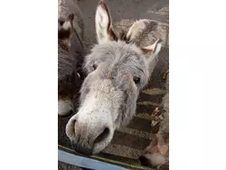 Bild zur gratis inserierten Ferienwohnung Ferienwohnung-3560454.