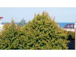 Bild zur gratis inserierten Ferienwohnung Ferienwohnung-3548595.