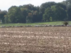 Bild zur gratis inserierten Ferienwohnung Ferienhaus-152929.