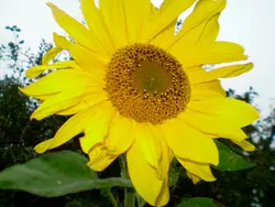 Bild zur gratis inserierten Ferienwohnung Ferienhaus-1852672.