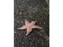 Bild zur gratis inserierten Ferienwohnung Ferienwohnung-3483534.