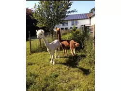 Sonstige Ferienwohnung-3574812 in Oberlascheid - 4 Personen, Hund erlaubt