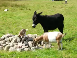 Bild zur gratis inserierten Ferienwohnung Ferienwohnung-405065.