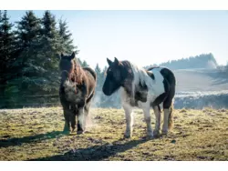 Ferienhaus Ferienhaus-455271 in Regen - 2 Personen, Hund erlaubt