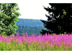 Ferienwohnung Ferienwohnung-709464 in Hohegeiß - 5 Personen, Hund nicht erlaubt