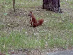 Ferienhaus Ferienhaus-903907 in Lychen - 5 Personen, Hund nicht erlaubt