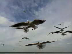 Bild zur gratis inserierten Ferienwohnung Ferienhaus-1019870.