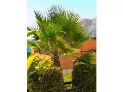 Ferienhaus Ferienhaus-1154585 in Calp (la Marina Alta) - 8 Personen, Hund nicht erlaubt