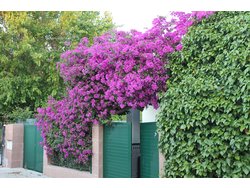 Bild zur gratis inserierten Ferienwohnung Ferienhaus-1162937.