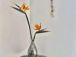 Bild zur gratis inserierten Ferienwohnung Ferienwohnung-1644846.