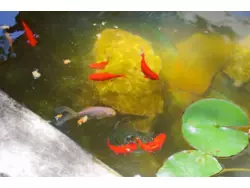 Bild zur gratis inserierten Ferienwohnung Ferienhaus-729010.