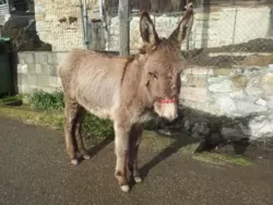 Bild zur gratis inserierten Ferienwohnung Ferienwohnung-897533.