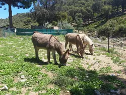 Bild zur gratis inserierten Ferienwohnung Ferienhaus-1699507.