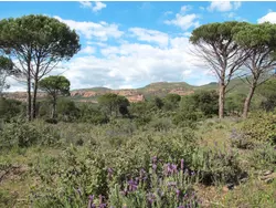 Ferienhaus Ferienhaus-3305067 in Bagnols-en-Forêt - 6 Personen, Hund nicht erlaubt