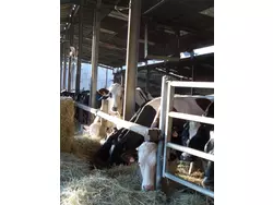 Bild zur gratis inserierten Ferienwohnung Ferienwohnung-3479798.