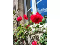 Ferienhaus Ferienhaus-3554670 in Saint-André-de-Majencoules - 6 Personen, Hund erlaubt