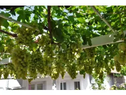 Ferienwohnung Ferienwohnung-928064 in Grad Dubrovnik - 2 Personen, Hund nicht erlaubt