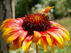 Bild zur gratis inserierten Ferienwohnung Ferienwohnung-936614.