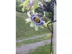 Bild zur gratis inserierten Ferienwohnung Ferienhaus-983867.