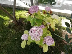 Bild zur gratis inserierten Ferienwohnung Ferienwohnung-1003881.