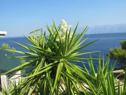 Bild zur gratis inserierten Ferienwohnung Ferienhaus-1501814.