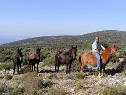 Bild zur gratis inserierten Ferienwohnung Ferienhaus-1503812.