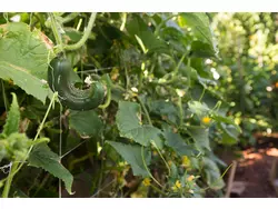 Bild zur gratis inserierten Ferienwohnung Ferienwohnung-1535377.