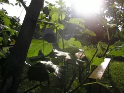 Bild zur gratis inserierten Ferienwohnung Ferienwohnung-1630655.