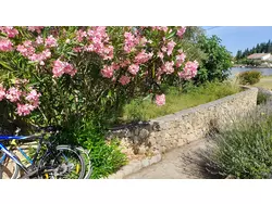 Bild zur gratis inserierten Ferienwohnung Ferienhaus-1657405.