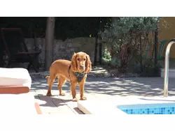 Bild zur gratis inserierten Ferienwohnung Ferienhaus-2187020.