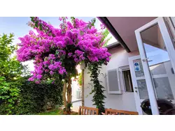 Ferienhaus Ferienhaus-2277151 in Općina Medulin - 4 Personen, Hund nicht erlaubt