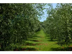 Bild zur gratis inserierten Ferienwohnung Ferienhaus-3552879.