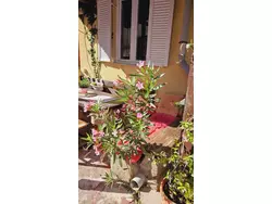 Bild zur gratis inserierten Ferienwohnung Ferienwohnung-3566139.