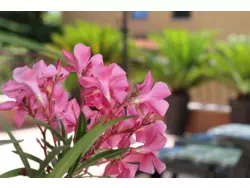 Bild zur gratis inserierten Ferienwohnung Ferienwohnung-390817.