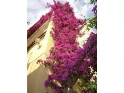 Bild zur gratis inserierten Ferienwohnung Ferienwohnung-464722.