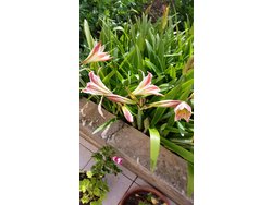 Bild zur gratis inserierten Ferienwohnung Ferienwohnung-489516.