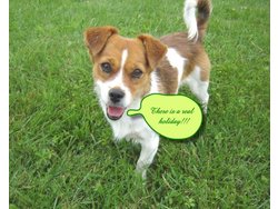 Bild zur gratis inserierten Ferienwohnung Ferienhaus-804674.