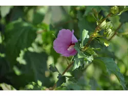 Bild zur gratis inserierten Ferienwohnung Ferienwohnung-1327783.