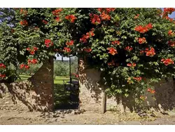 Ferienwohnung Ferienwohnung-1535123 in Montespertoli - 4 Personen, Hund erlaubt