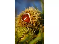 Bild zur gratis inserierten Ferienwohnung Ferienwohnung-1600669.