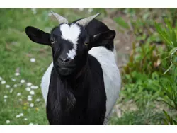 Bild zur gratis inserierten Ferienwohnung Ferienwohnung-1671026.