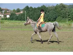 Ferienwohnung Ferienwohnung-1699618 in Laterina - 6 Personen, Hund erlaubt