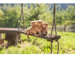 Bild zur gratis inserierten Ferienwohnung Ferienwohnung-1923764.