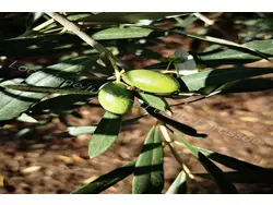 Ferienwohnung Ferienwohnung-2230825 in Andria - 4 Personen, Hund nicht erlaubt